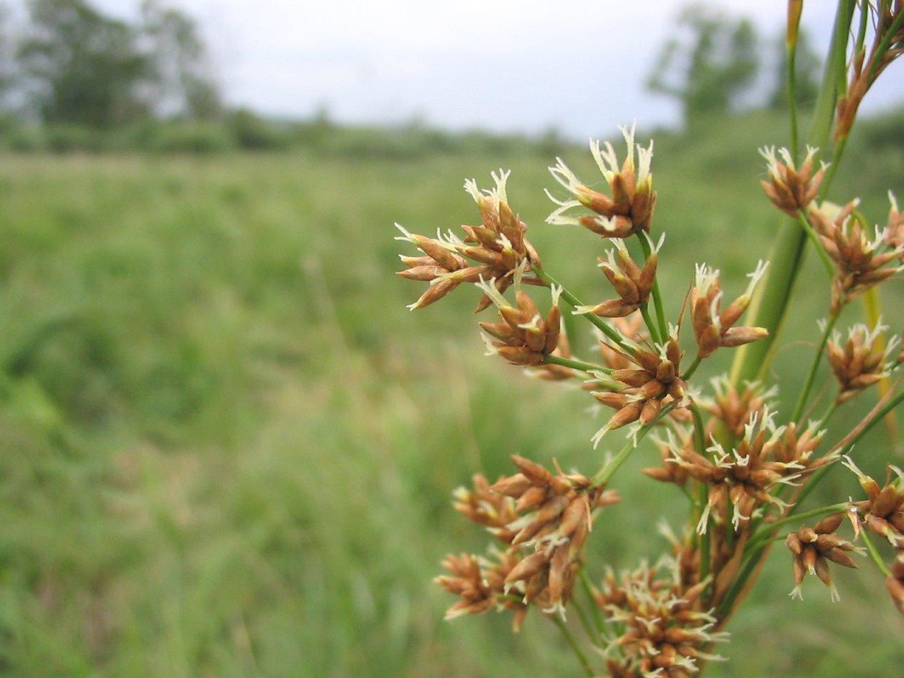 Cladium mariscus - Marisque © CENCA