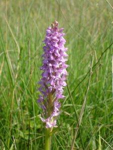 Dactylorhiza praetermissa - Orchis négligée © CENCA