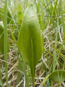 Ophioglossum vulgatum - Ophioglosse © CENCA